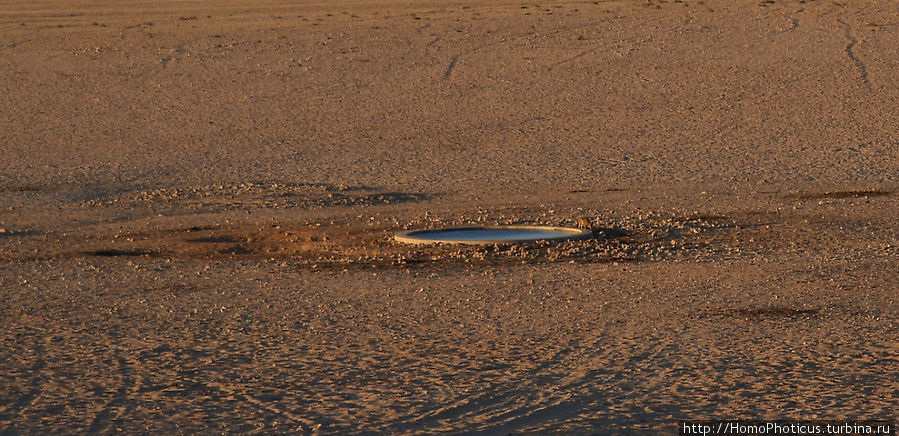 Закатный водопой Аус, Намибия