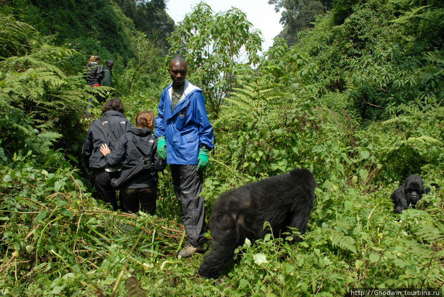 Но тут и гориллы сдвинулись с места и рассекли нашу группу Вулканос Национальный Парк, Руанда