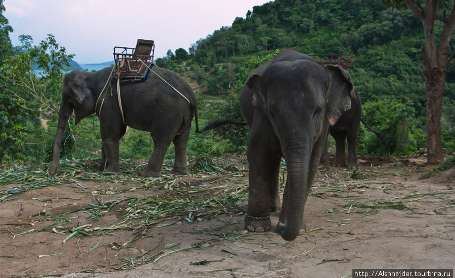 Рабочие слоны. Остров Пхукет, Таиланд