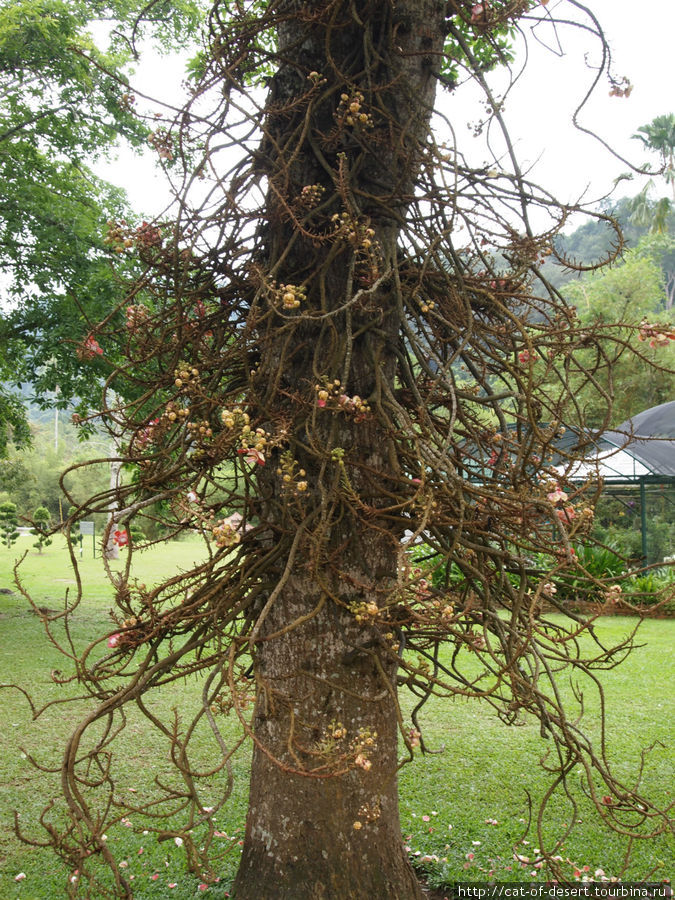 Cannonball tree Пинанг остров, Малайзия