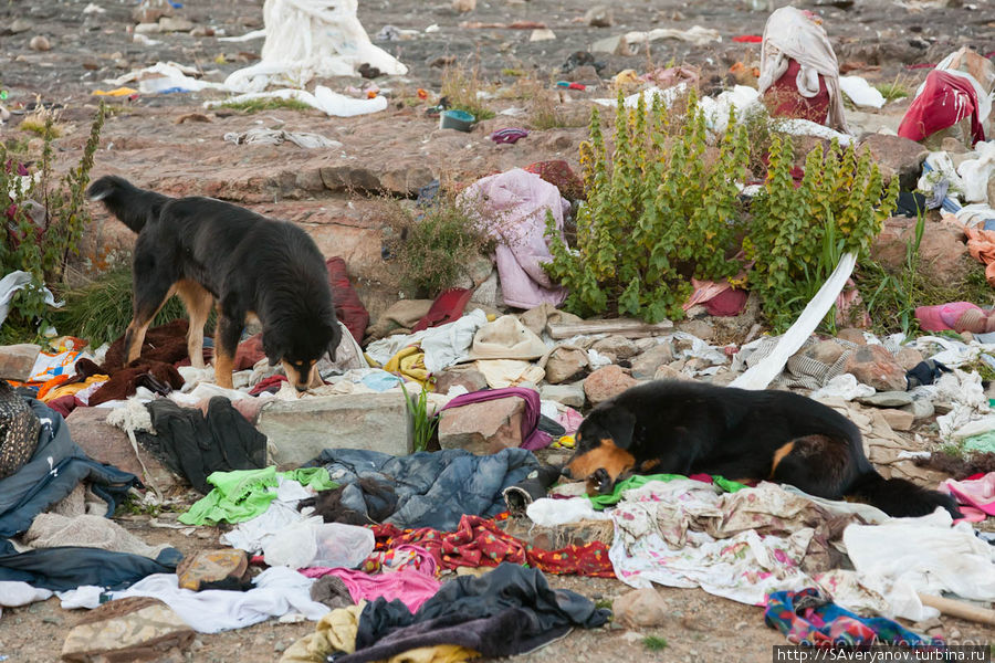 Собаки — поедатели трупов Дарчен, Китай