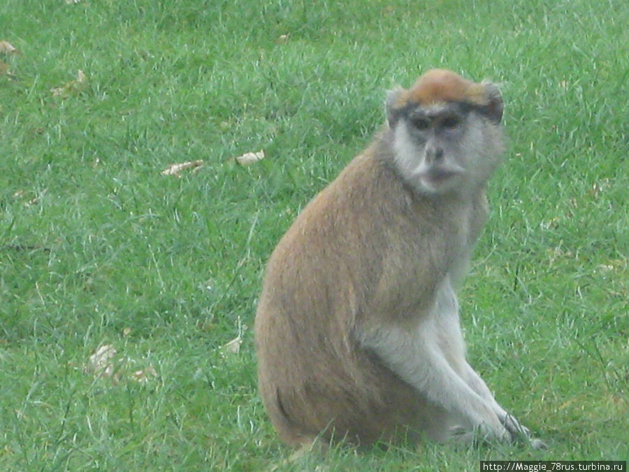 Кто-то угостил обезьяну жвачкой. Она была развернута и засунута в рот. Бедфорд, Великобритания