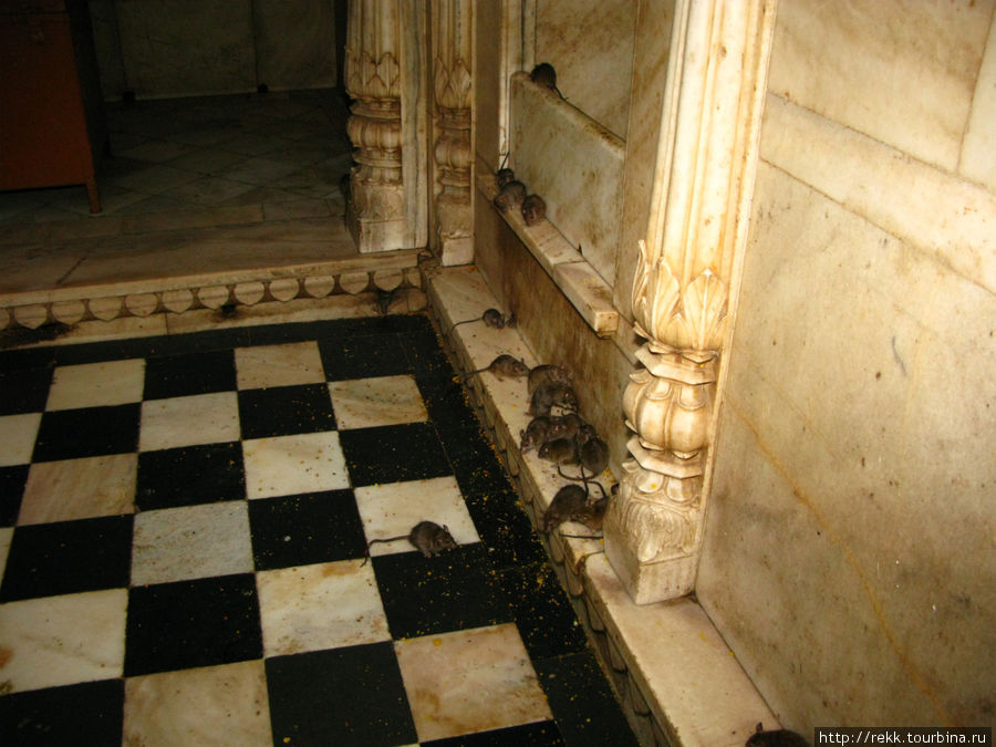 Индия для Чайников - 7 Биканер, Крысиный храм Биканер, Индия