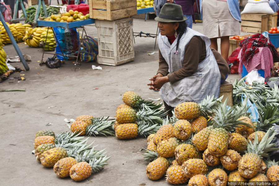 Эх, невиданная роскошь — ананасы валяются на земле :-) Сакисили, Эквадор