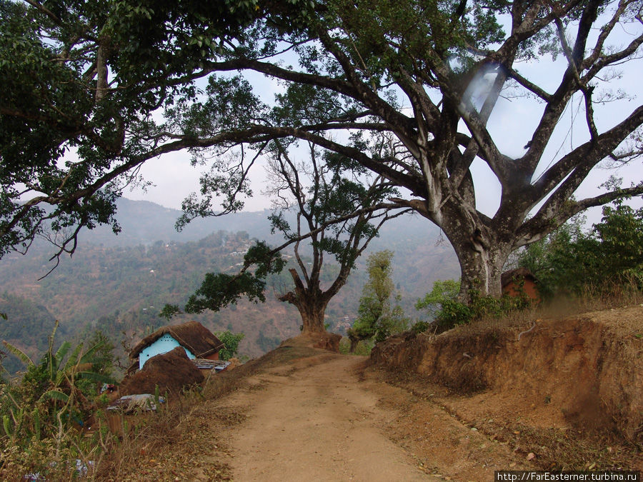 Ветвистое дерево Тансен, Непал