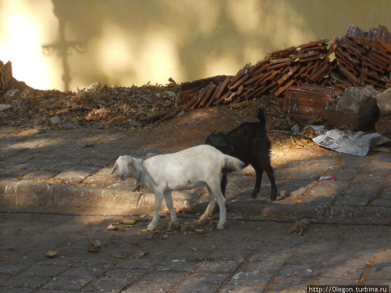 Бродячие козы- не редкость на улицах, но я думаю, что они кому либо принадлежат Индия