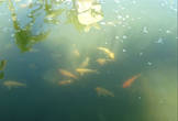 В мини-озере плавает множество больших рыб.