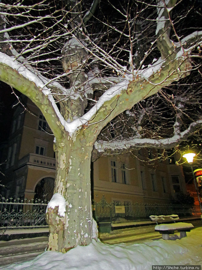 Вдоль всей набережной аллея деревьев Зальцбург, Австрия