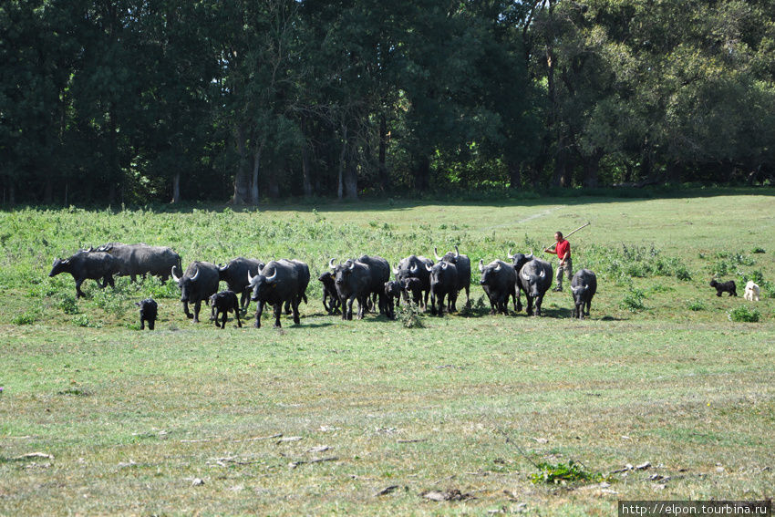 Из перелеска к нашей группе подогнали стадо черных буйволов, Залакарош, Венгрия