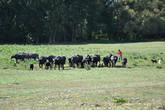 Из перелеска к нашей группе подогнали стадо черных буйволов,