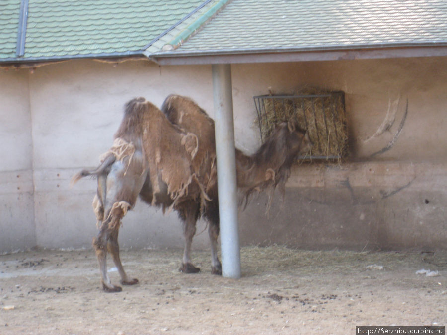 На этих верблюдов жалко смотреть... Москва, Россия