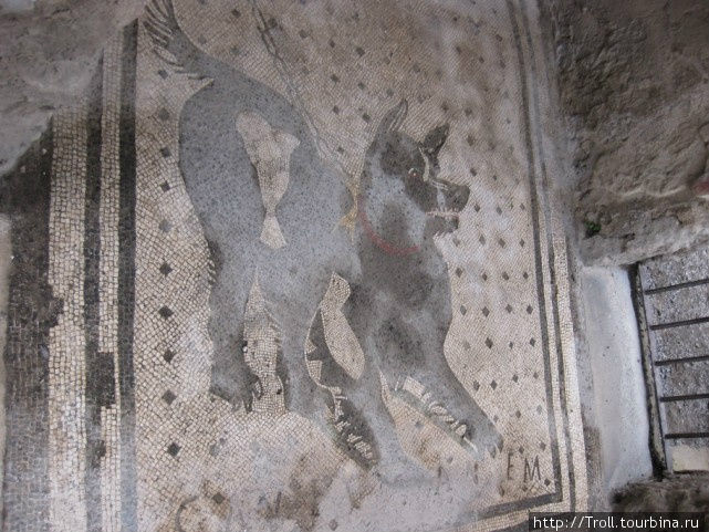 Знаменитая мозаика Осторожно, злая собака!. Надпись частично видна под лапами у собаки. Симпатичной, кстати Помпеи, Италия