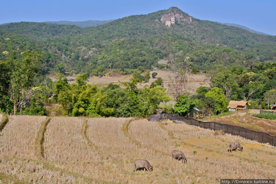 но только не там где распахано Национальный парк Дой-Интанон, Таиланд
