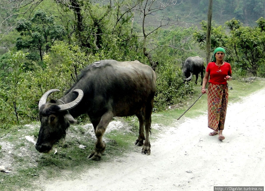 На прогулке. У нас выгуливают собак, а в Непале — коров