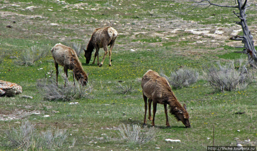 Лоси-олени на Мамонтовых горячих источниках Йеллоустоун Национальный Парк, CША