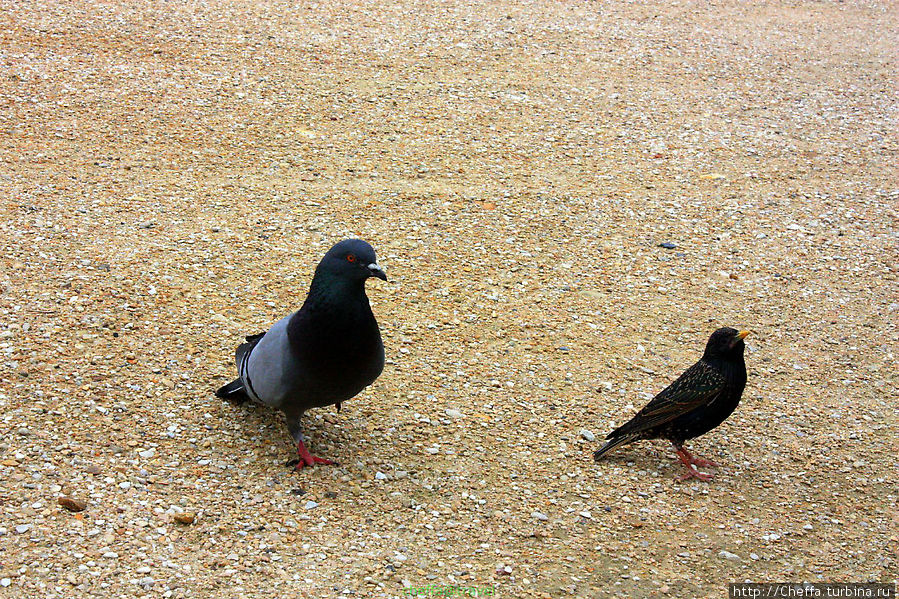 Парижские птицы Париж, Франция