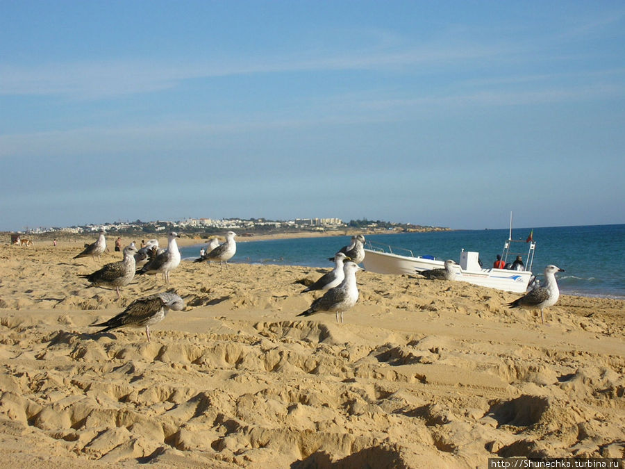 Чайки — полноправные хозяева пляжа. Регион Алгарве, Португалия