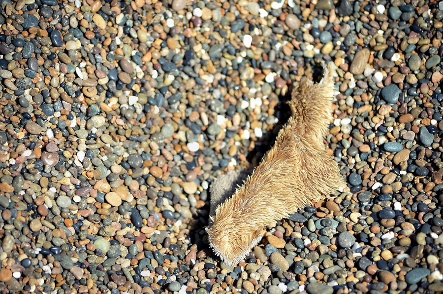 А по всему пляжу разбросаны вразнобой кусочки разноцветных щетинистых шкурок… Пуэрто-Мадрин, Аргентина