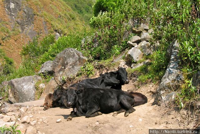 Это черные худые коровы или у них есть другое название, может яки? Нет это горные коровы- шутит гид — они худые потому что привыкли прыгать по скалаи. Национальный парк Аннапурны, Непал