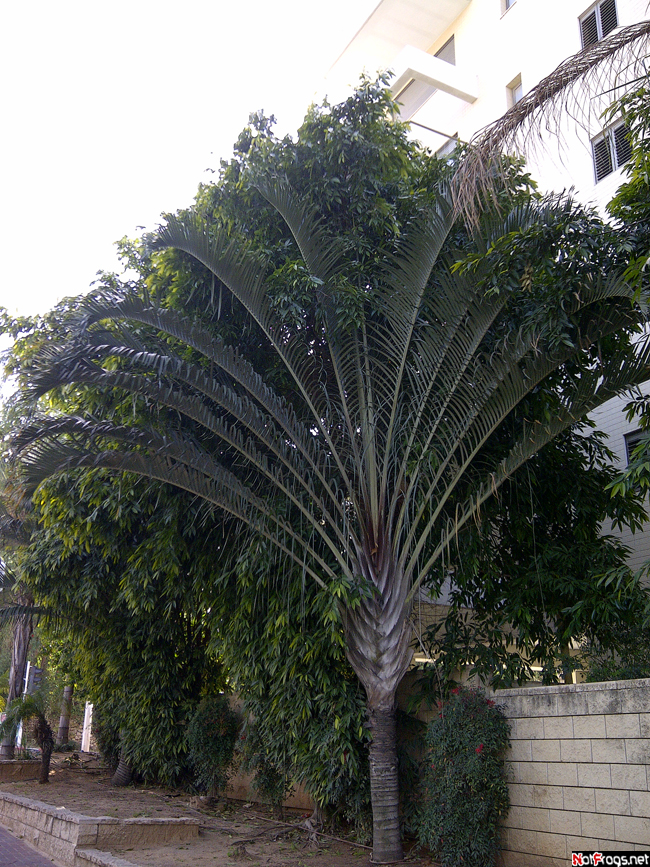 ☺A tree, Raanana Израиль