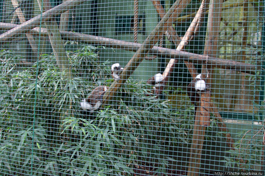 Зоопарк в цитадели Безансона Безансон, Франция