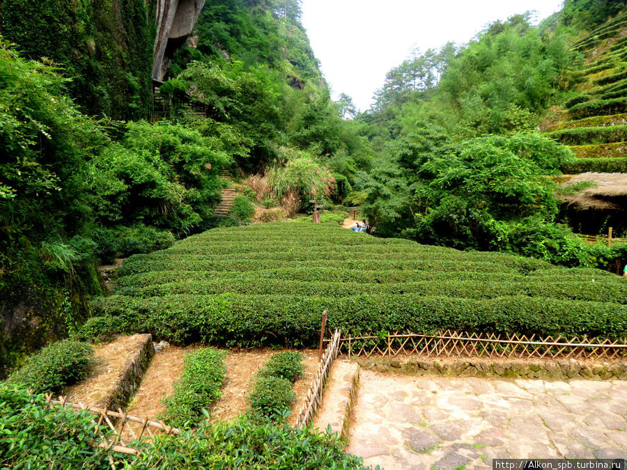 Плантации Да хун Пао и шесть материнских кустов этого чая Уишань, Китай
