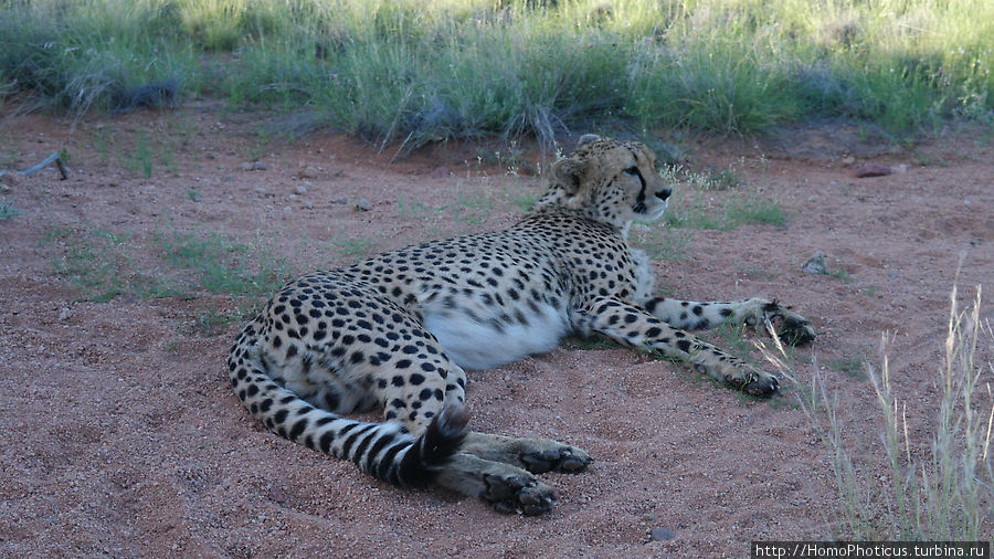 Гепарды Солитейр, Намибия