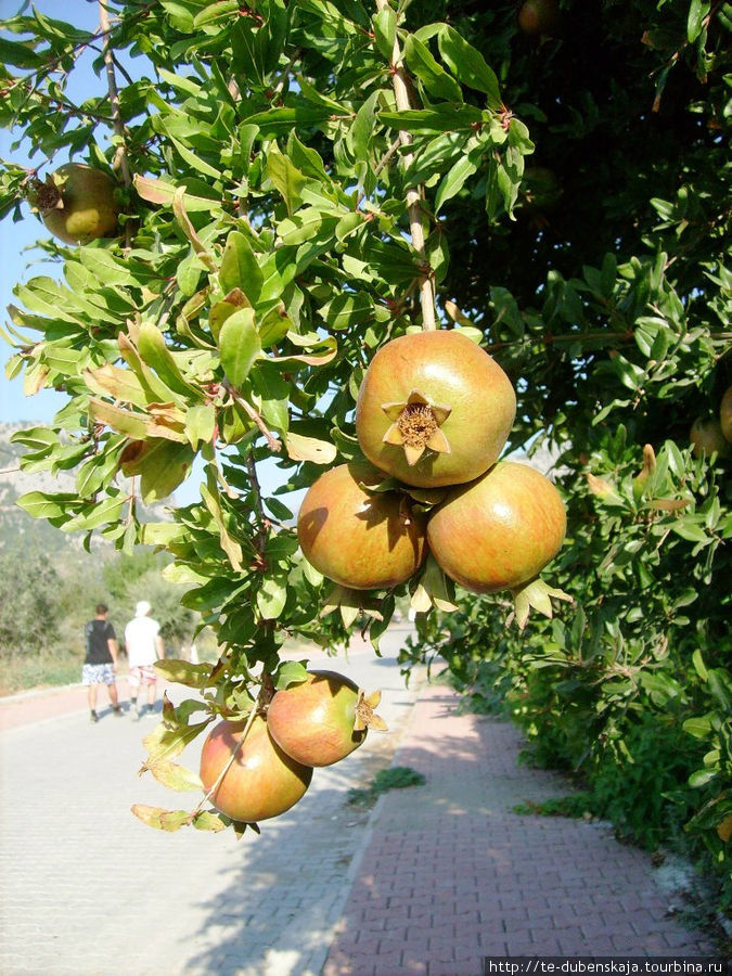 Тяжелые плоды граната наклоняют ветки почти до земли. Кемер, Турция