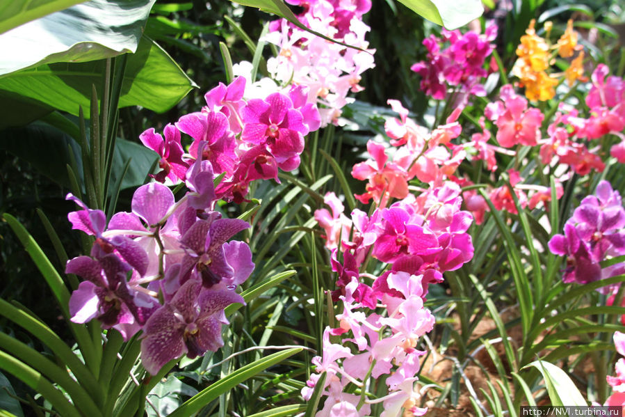 Фотопутешествие в Цветочный Рай ( Сингапурский Сад Орхидей ) Сингапур (город-государство)