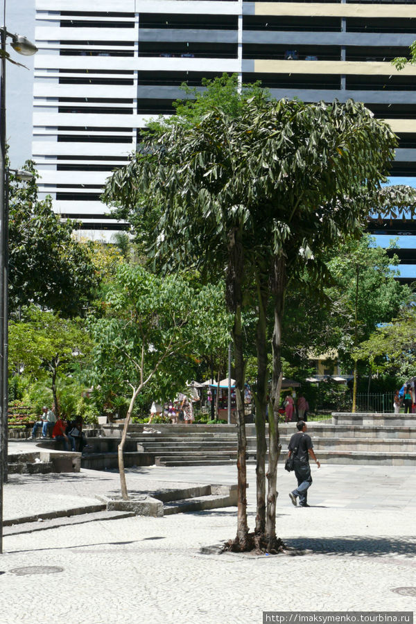 Такое вполне обычное дерево... Рио-де-Жанейро, Бразилия