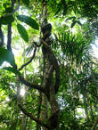 Джунгли Амазонки снизу — зрелище не сильно впечатляющее. Основная жизнь происходит наверху, метрах в тридцати от земли. Свет проникает сюда довольно скупо и растительность довольно неинтересная
