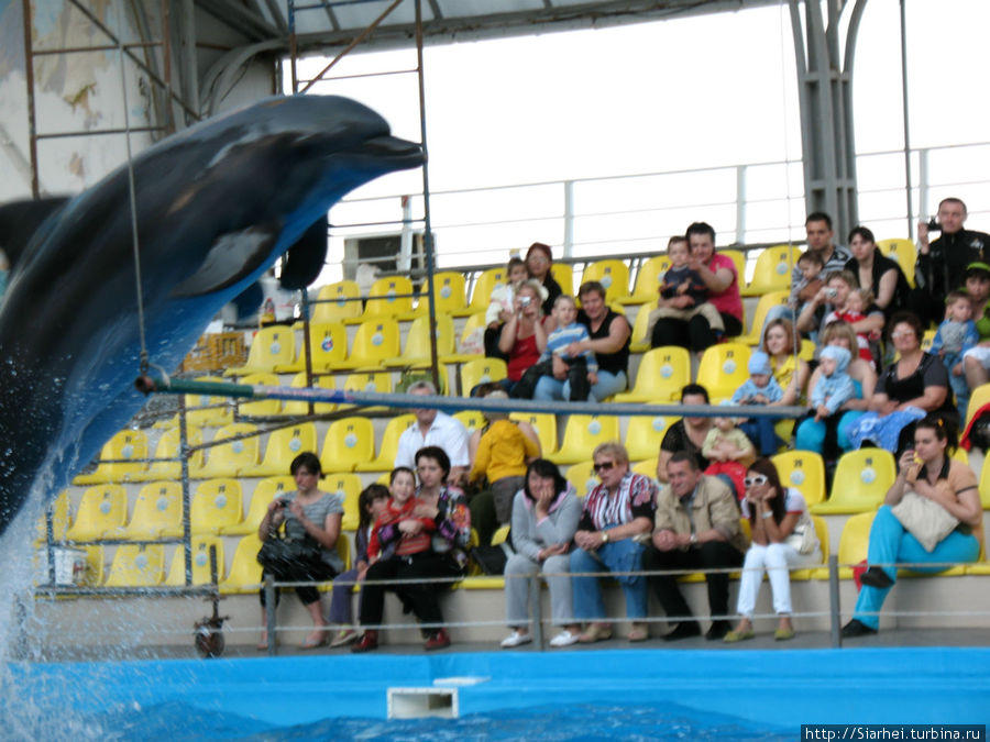 Дельфинарий Немо Одесса, Украина