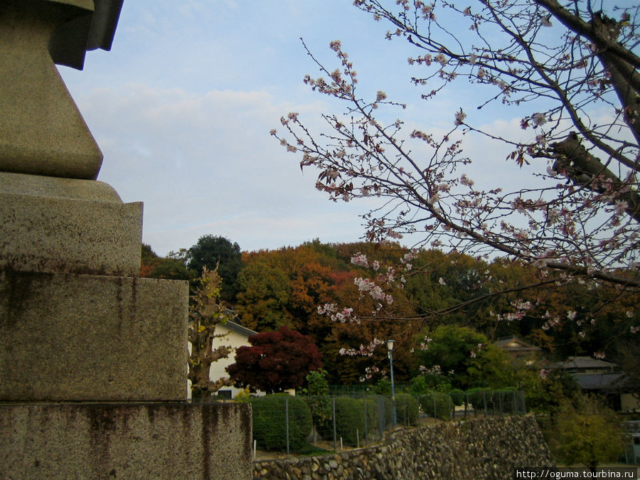 Здесь видно, что цветёт она на фоне осенних цветов листвы Инуяма, Япония