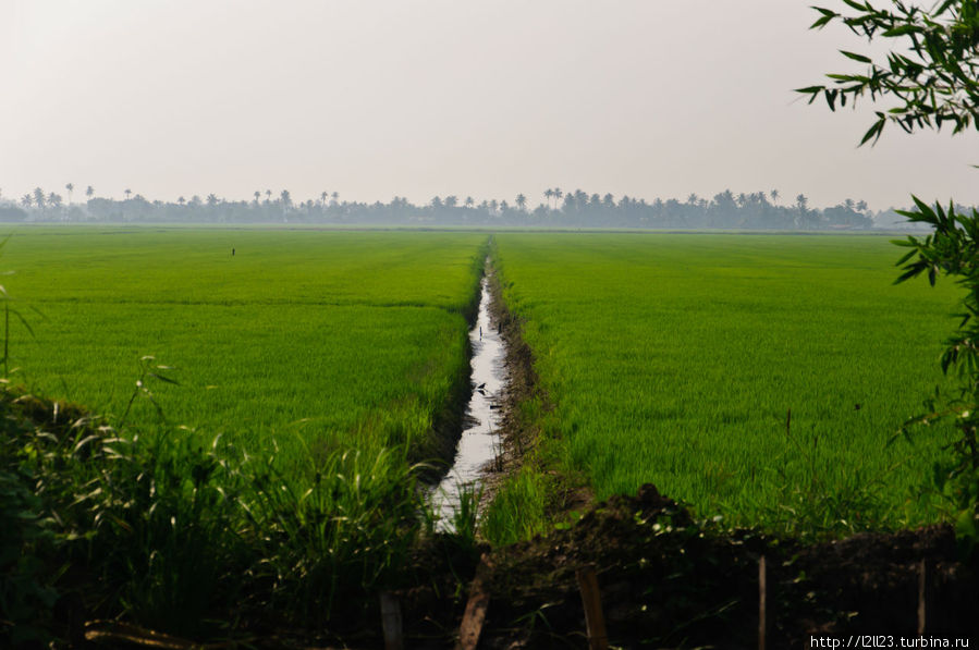 Рисовые поля Аллеппи, Индия