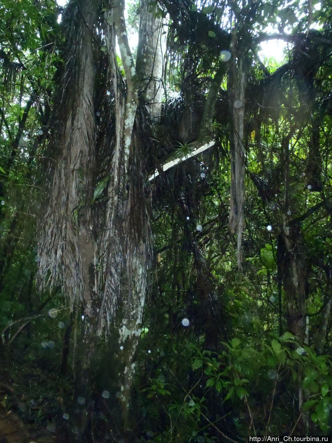 Остров Свободы: Parque Guanayara ...  джунгли, дождь,экстрим Провинция Санкти-Спиритус, Куба