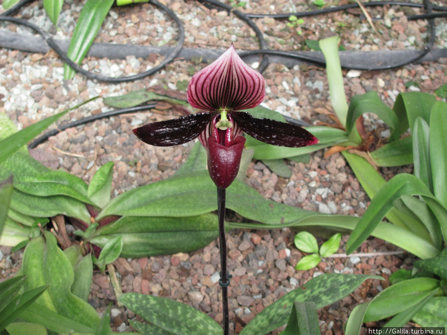 Чёрная орхидея. Центральный округ, Израиль