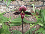 Чёрная орхидея.