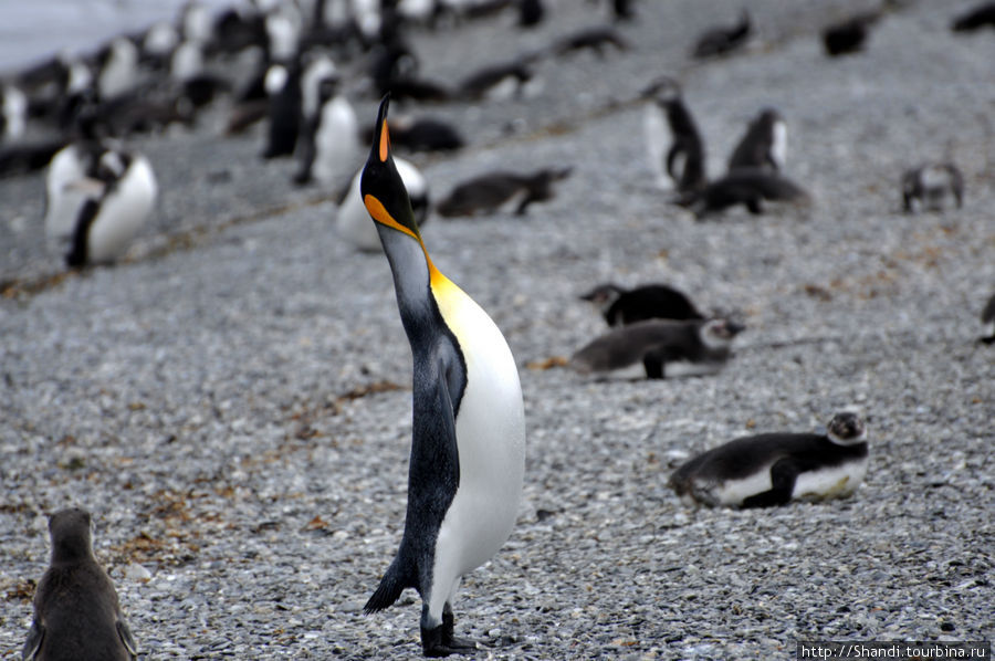 Королевский пингвин Провинция Огненная Земля, Аргентина