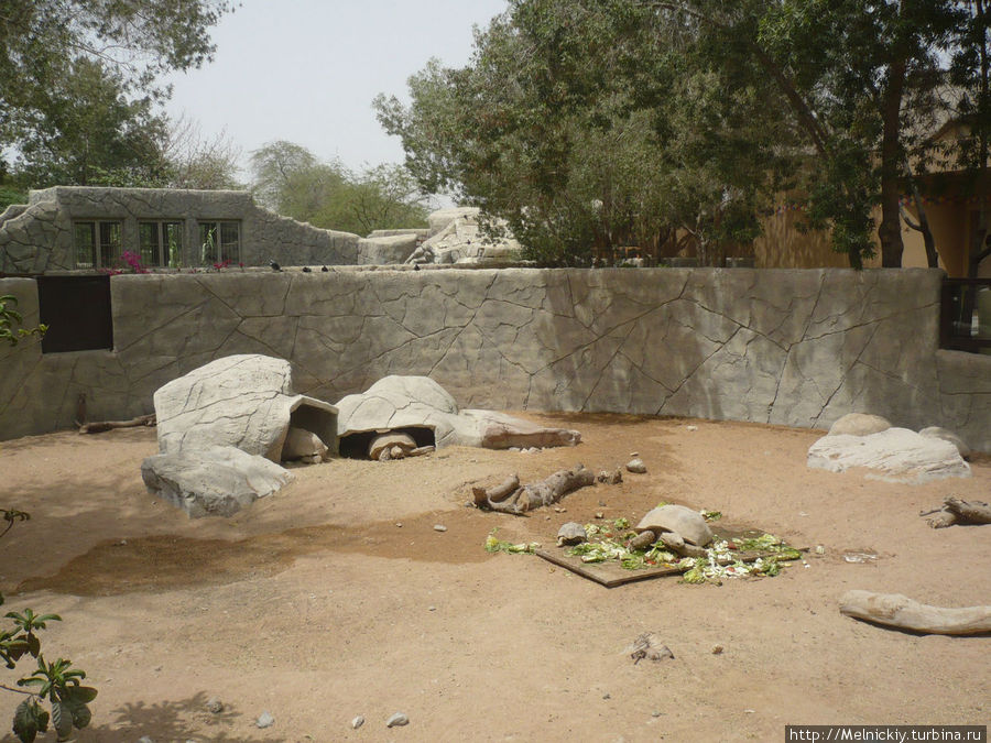 Зоопарк города Аль-Айн Аль-Айн (Аль-Хили), ОАЭ