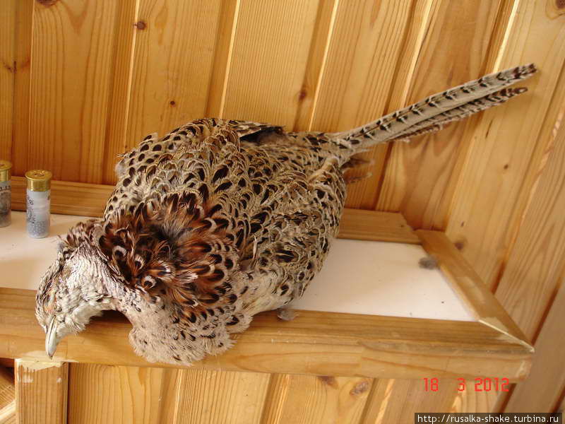 Охота на фазана Пролетарск, Россия