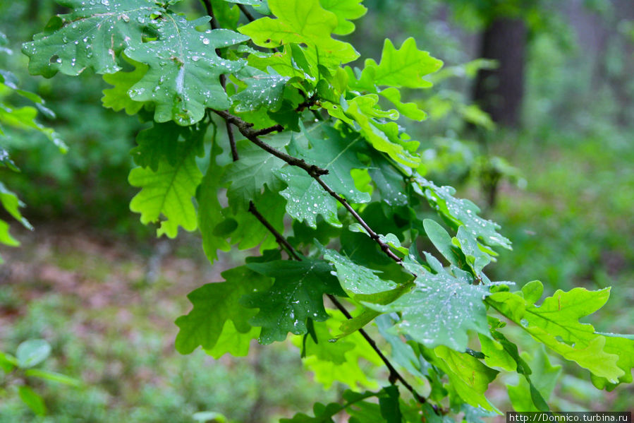 Менее дубовый. Менее дубовый. Росток дуб черешчатый. Менее дубовый. Менее дубовый.