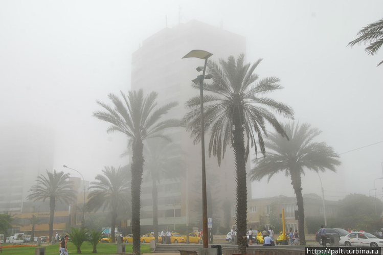 Пальмы Ларкомара в тумане