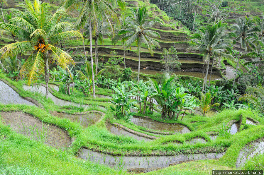 Рисовые терассы Бали, Индонезия