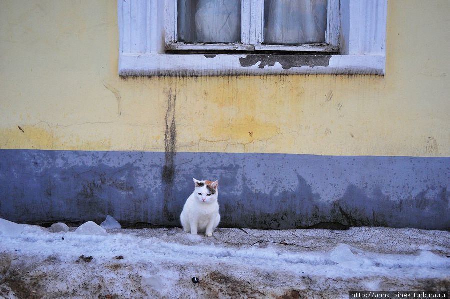 Весенний кот Боровск, Россия