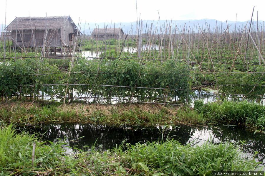 Плавучий огород на озере Инле Ньяунг-Шве, Мьянма