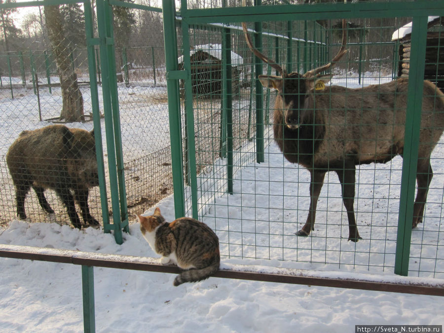 В Костромском зоопарке Кострома, Россия