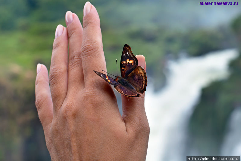 бабочка Аргентина