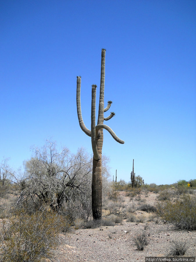Национальный парк Орган Пайп Кактус / National Park Organ Pipe Cactus