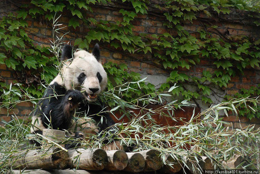 Заповедник Большой Панды Гуаньиншан Фопин, Китай