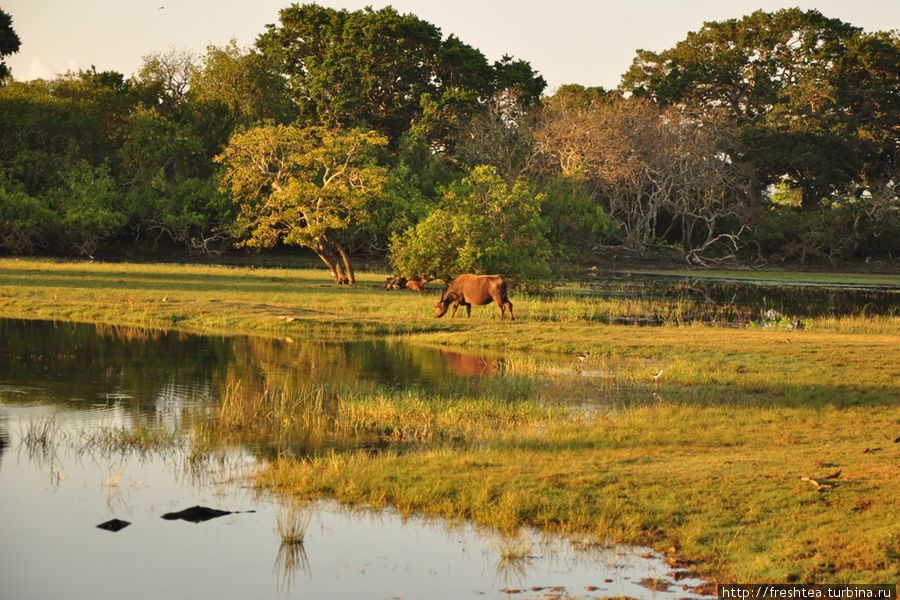Национальный парк Яла.
Утро в раю, наверно, будет именно таким — безмятежным, искрящимся, звенящим от голосов птиц. Шри-Ланка